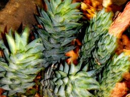 Haworthiopsis glauca var. herrei