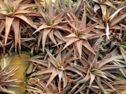 Haworthiopsis limifolia var. ubomboensis