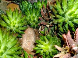 Haworthiopsis reinwardtii var. reinwardtii