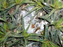 Haworthiopsis scabra var. scabra