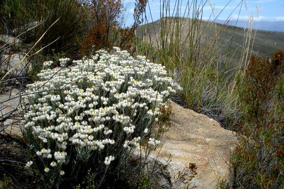 Helichrysum acrophilum