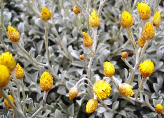 Helichrysum argyrophyllum