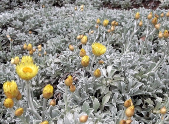 Helichrysum argyrophyllum spreading