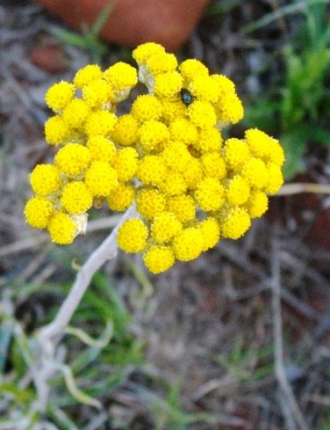 Helichrysum aureonitens
