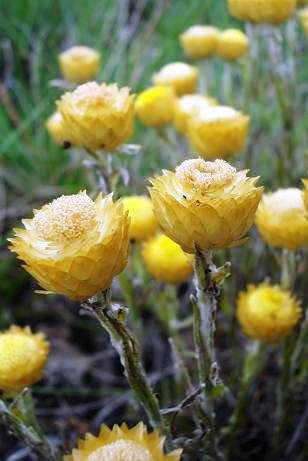 Helichrysum chionosphaerum