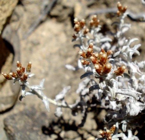 Helichrysum cochleariforme 