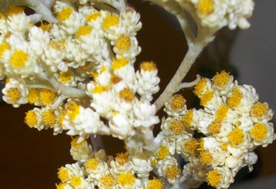 Helichrysum crispum
