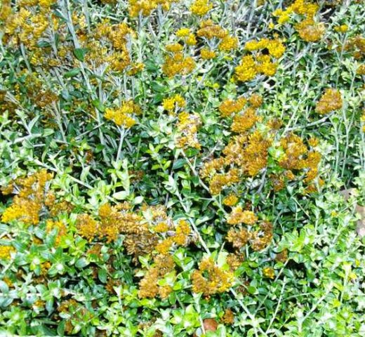 Helichrysum cymosum subsp. cymosum