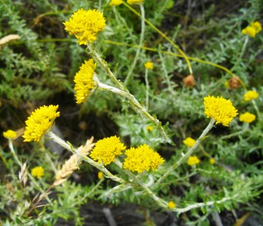 Helichrysum cymosum subsp. cymosum young flowerheads