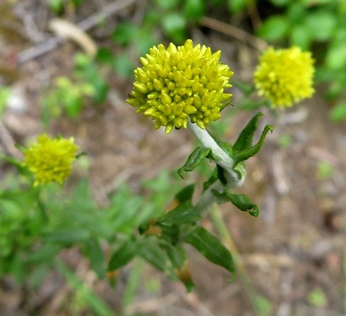 Helichrysum cymosum subsp. cymosum budding inflorescence