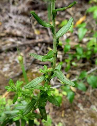 Helichrysum cymosum subsp. cymosum leaves