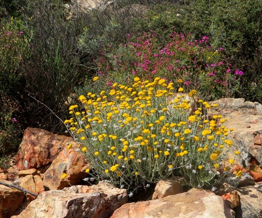 Helichrysum dasyanthum enthroned