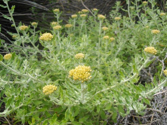Helichrysum dasyanthum