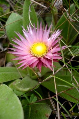 Helichrysum ecklonis