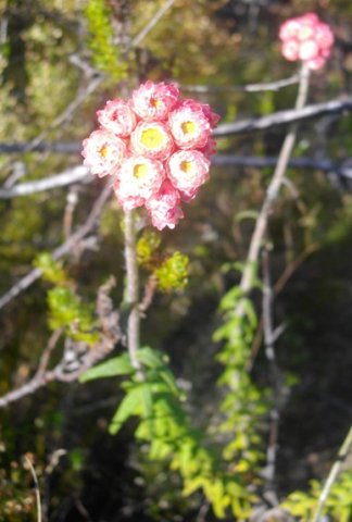 Helichrysum felinum