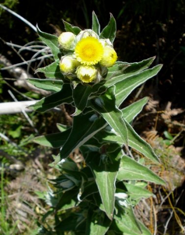 Helichrysum foetidum