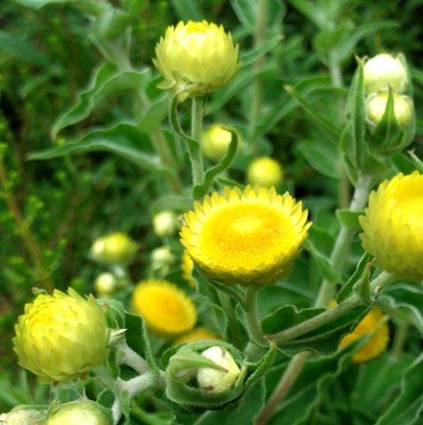 Helichrysum foetidum white to yellow