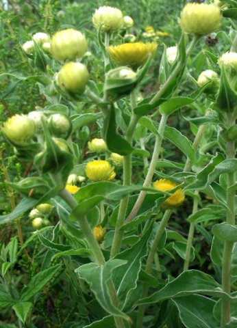 Helichrysum