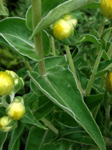 Helichrysum foetidum leaves