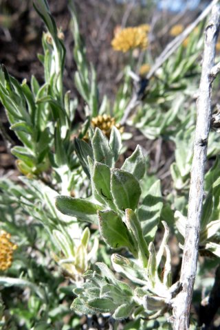 Helichrysum hebelepis old stem, young branch