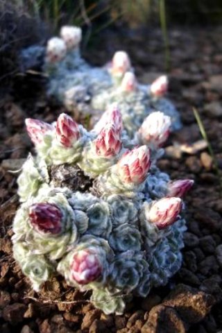 Helichrysum milfordiae