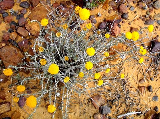Helichrysum moeserianum