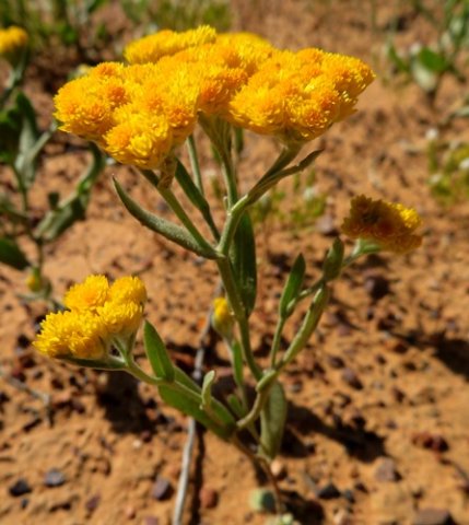 Helichrysum moeserianum, achiever in a hurry 