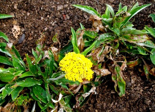 Helichrysum nudifolium