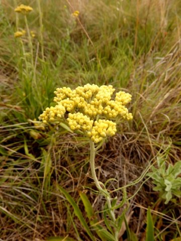 Helichrysum nudifolium inflorescence