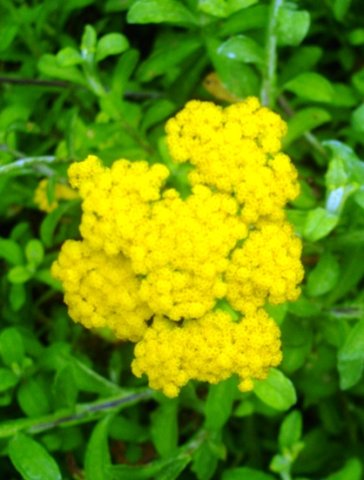 Helichrysum odoratissimum var. odoratissimum