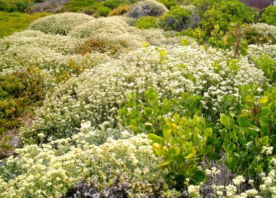 Helichrysum patulum