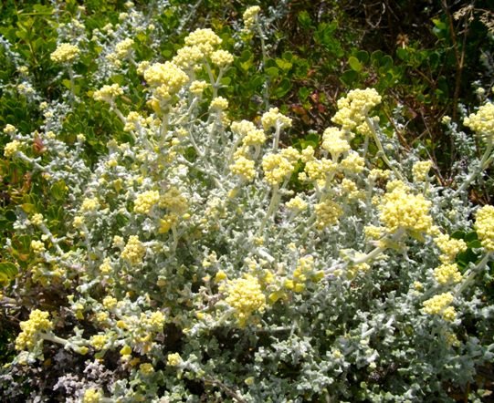 Helichrysum patulum leaves and flowerheads