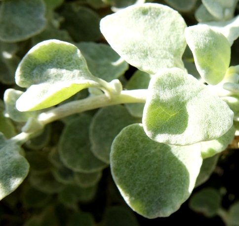 Helichrysum petiolare, a leaf showing its petiole