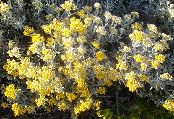 Helichrysum revolutum