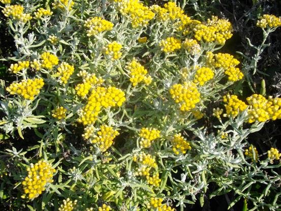 Helichrysum revolutum