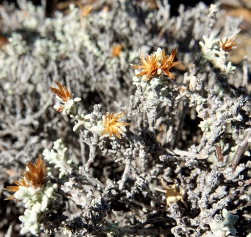 Helichrysum rosum, a few dry flowerheads 