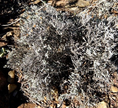 Helichrysum rosum 