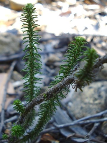 Helichrysum teretifolium leaves