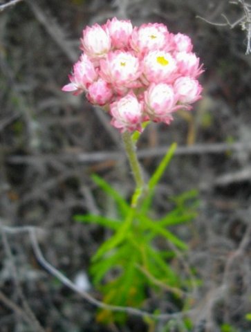 Helichrysum felinum