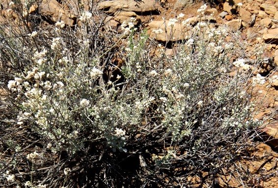 Helichrysum zeyheri 