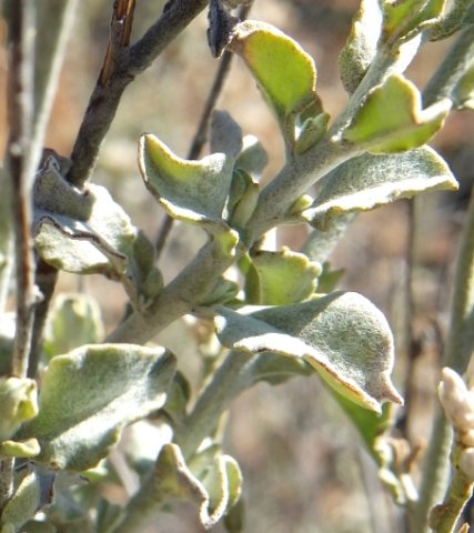 Helichrysum zeyheri leaves