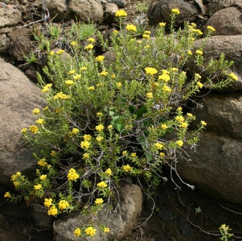 Helichrysum trilineatum narrow, green leaves, a less rounded bush