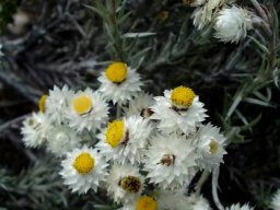 Helichrysum acrophilum leaves