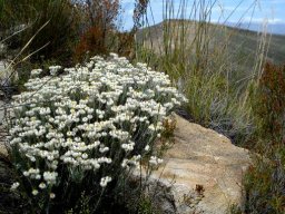 Helichrysum acrophilum