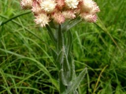 Helichrysum appendiculatum