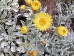 Helichrysum argyrophyllum flowerheads