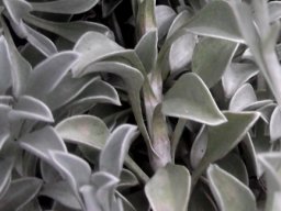 Helichrysum argyrophyllum leaves