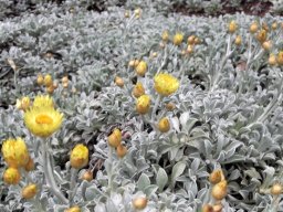 Helichrysum argyrophyllum spreading