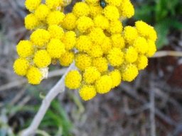 Helichrysum aureonitens