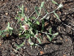 Helichrysum candolleanum